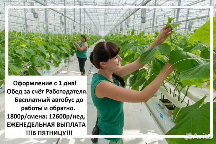 Помощник по хозяйству с проживанием