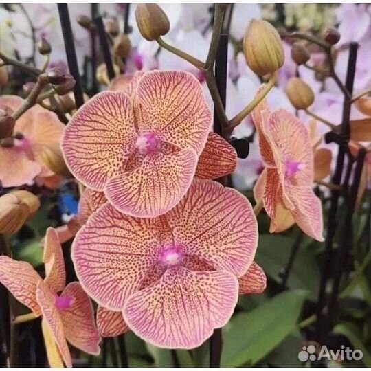 Орхидея фаленопсис Sogo Very Maple