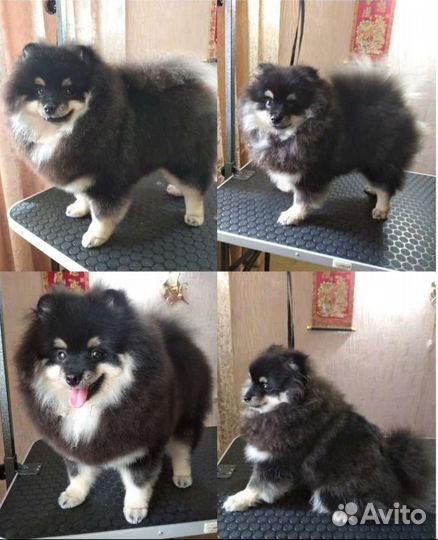 Стрижка собак