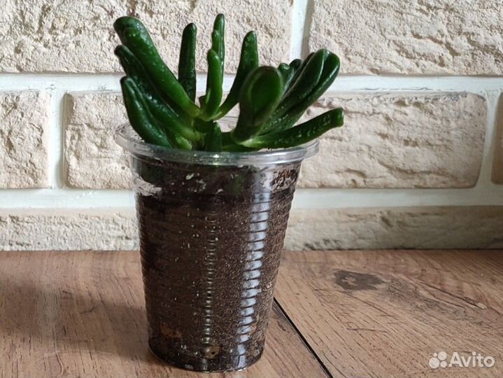 Красула толстянка Хоббит