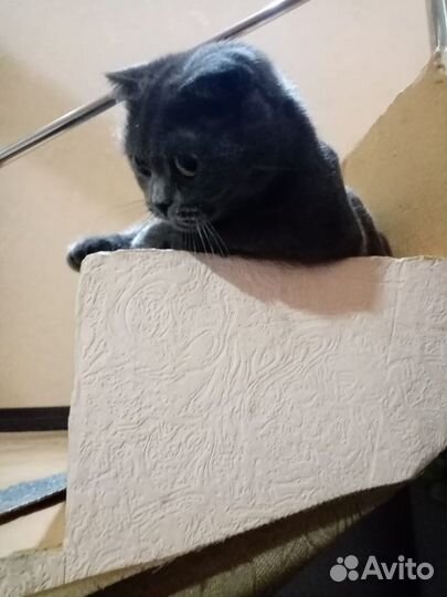 Кошка в дар