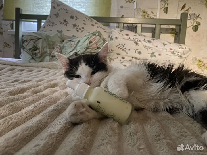 Котенок в добрые руки