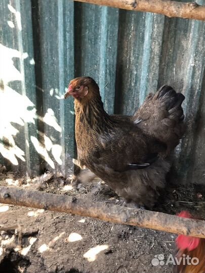 Куры Брама куропатчатая