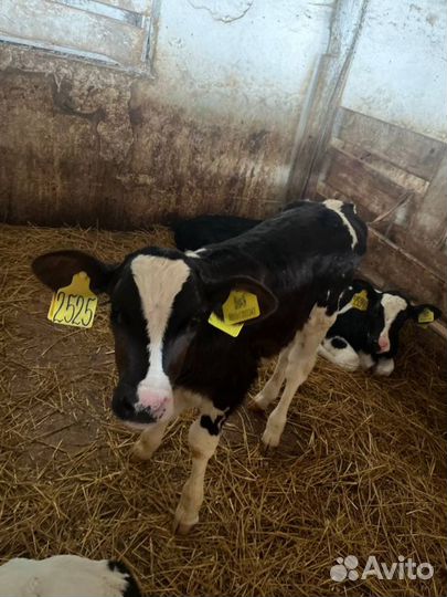 Телята бычки племенные с доставкой