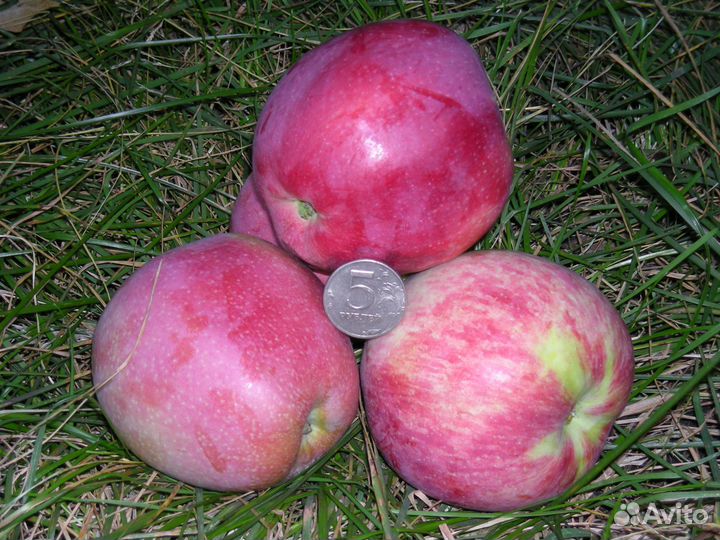 Черенки для прививки