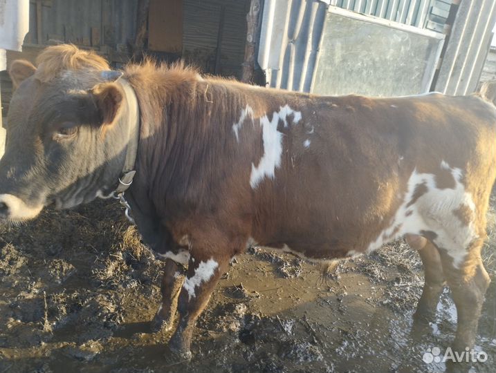 Бычок 11 мес
