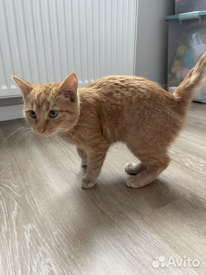 Отдам в добрые руки кошечку