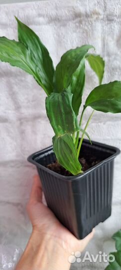 Спатифиллум