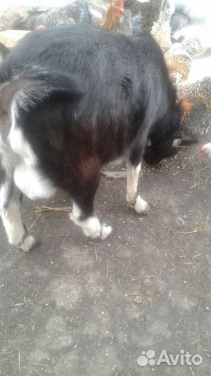 Альпо нубийский козел