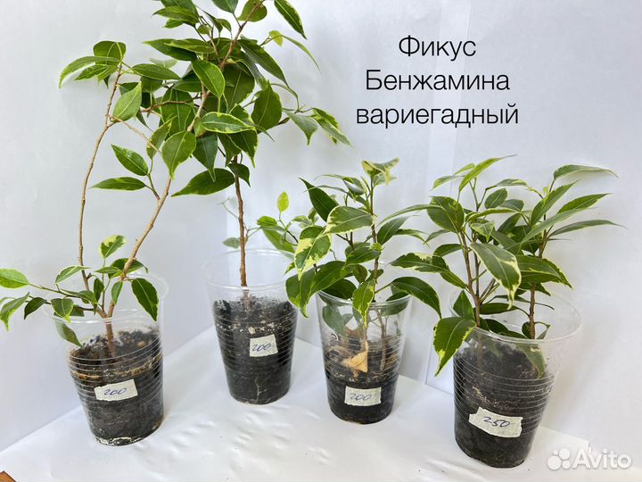 Комнатные растения