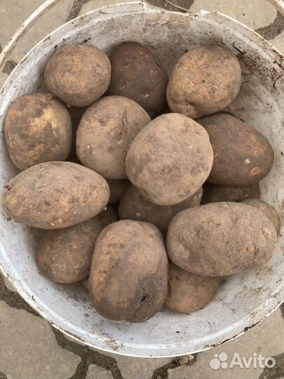 Свекла кормовая, картошка