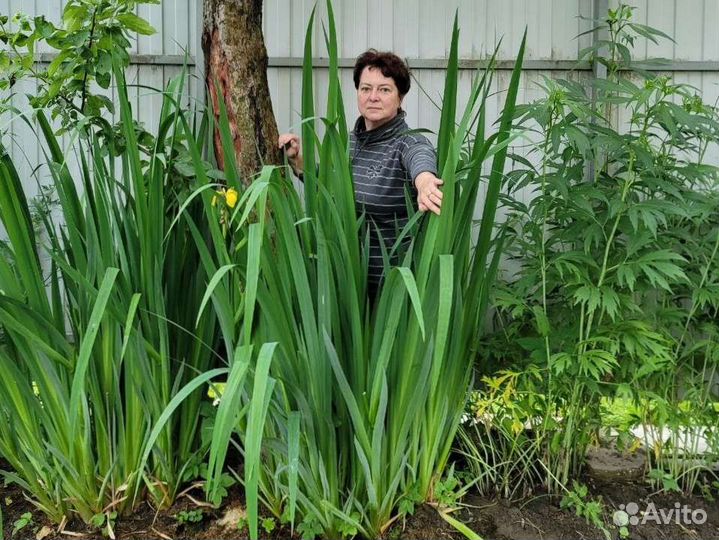 Ирис болотный гигантский выше Н160 см кустом