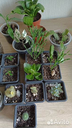 Комнатные растения