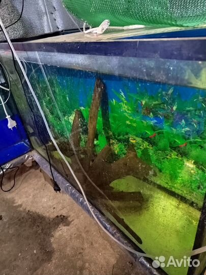 Аквариум