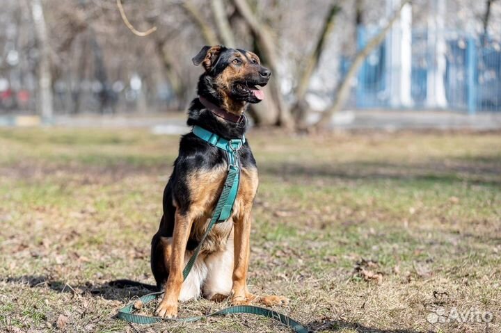 Собака в дар бесплатно метис босерон щенок отдам