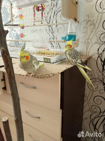 Попугай корелла пара