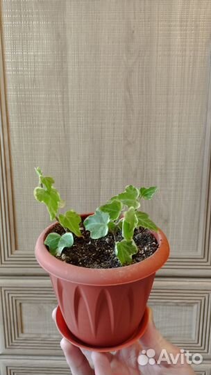 Комнатные растения