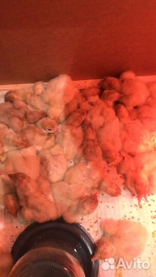 Индюшата хайбрид конвертер