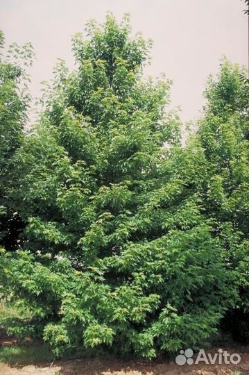 Клен серебристый