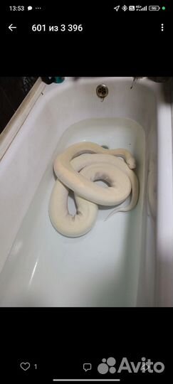 Аренда животных для фотосессии праздников