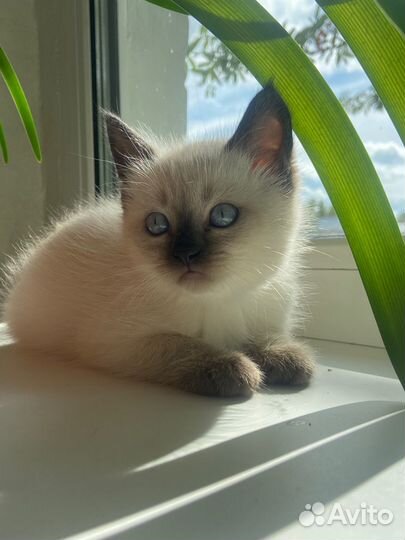 Британские котята