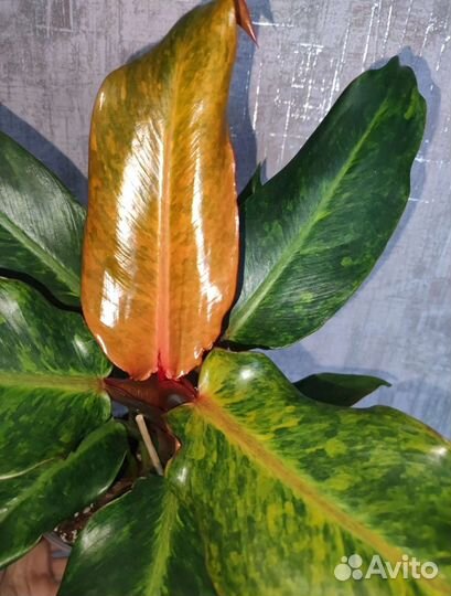 Филодендрон Карамель крем