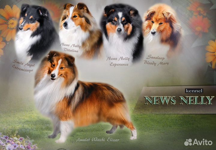 Шелти малыши