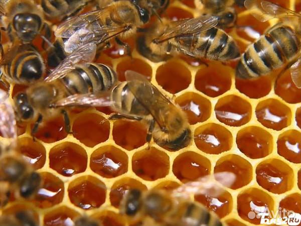 Мед луговой, горный