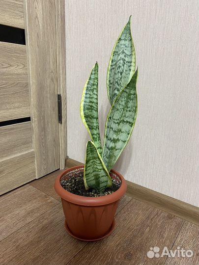Комнатное растение Сансевиерия