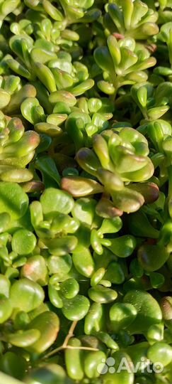 Очиток почвопокровный