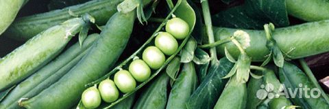 Семена гороха 