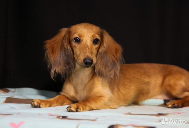 Девочка - такса кроличья/миниатюрная д-ш