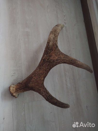 Продам рога лося
