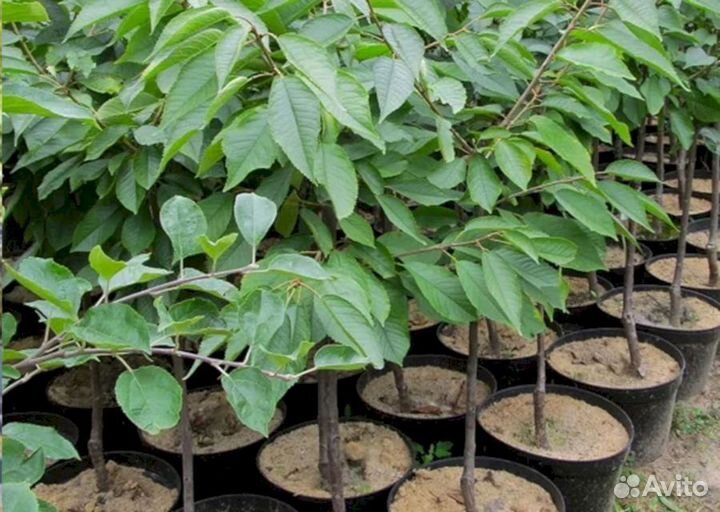 Саженцы черешни Аннушка (всл-2 полукарлик)