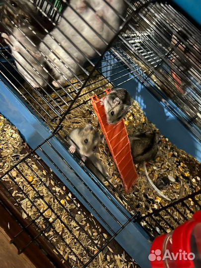 Хомяки оптом