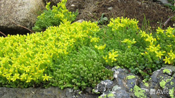 Растения для альпийской горки, рокария