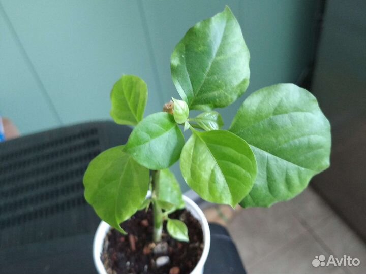 Бугенвиллия, укоренённые черенки