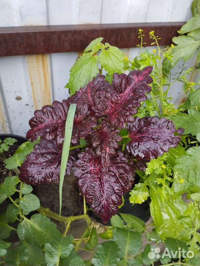 Колеусы вегетативные