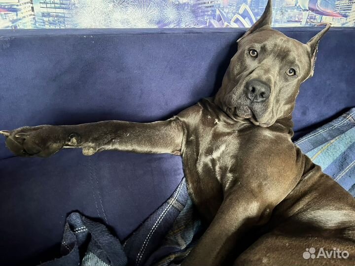 Вязка прайтер