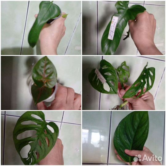 Сциндапсусы,эпипремнумы,монстера,филодендрон