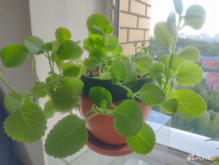 Плектрантус, комнатная мята