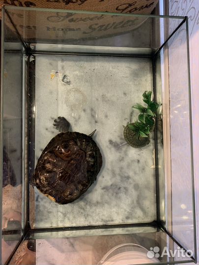 Черепаха Бесплатно