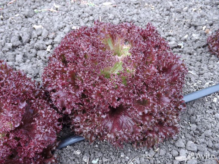 Семена Салата 