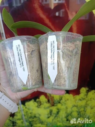 Орхидея фаленопсис