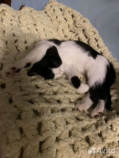 Котенок девочка бесплатно