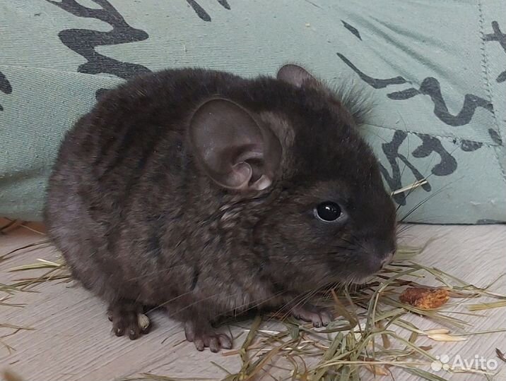 Шиншиллы малыши из домашнего питомника