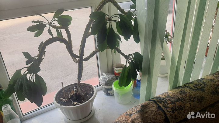 Цветок Молочай с горшком