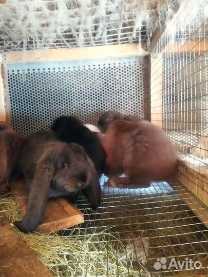 Кролики мясных пород