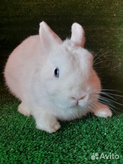 Кролик гермелин