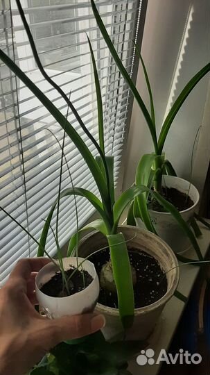 Комнатные растения, красула,каланхоэ,индийский лук